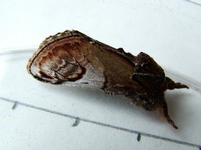 Pebble Prominent